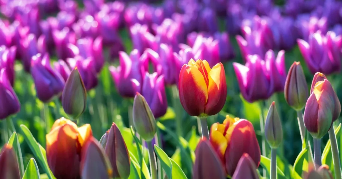 Spring Reset: How Physical Health Supports Mental Well-Being